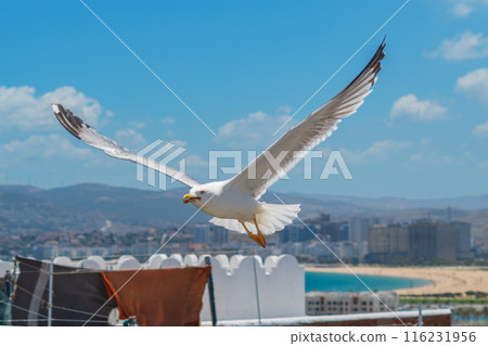 A beautiful white gull with black wingtips flying over roof next to things after washing close-up against backdrop of a resort town with golden sandy beach, azure sea and blue sky with several clouds 116231956