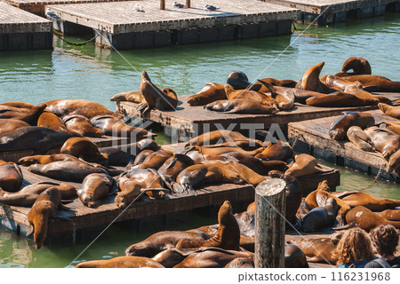 Sea lions sunbathing on clustered wooden platforms in the tranquil greenish blue water near a pier structure at Pier 39, San Francisco. A peaceful scene. 116231968