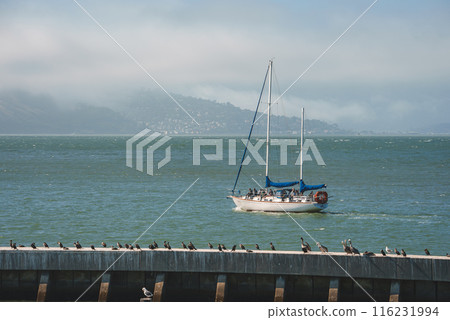 Tranquil maritime scene in San Francisco. Concrete pier with birds, sailboat on calm waters, hazy hill silhouette in background. Peaceful coexistence. Tranquil maritime scene in San Francisco. Concrete pier with birds, sailboat on calm waters, hazy hill silhouette in background. Peaceful coexistence. 116231994