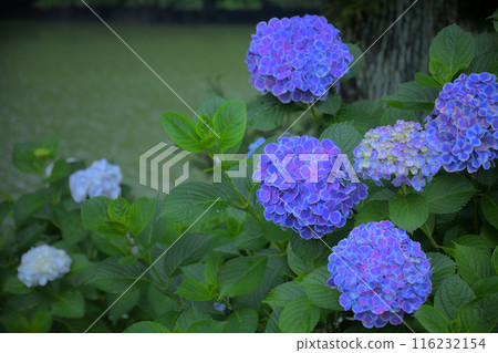 Hydrangea blooming on the lakeside Hydrangea blooming on the lakeside 116232154