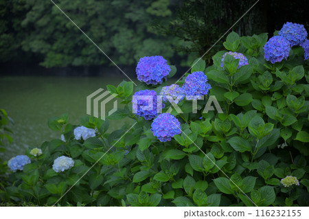 繡球花盛開的湖畔 繡球花盛開的湖畔 116232155