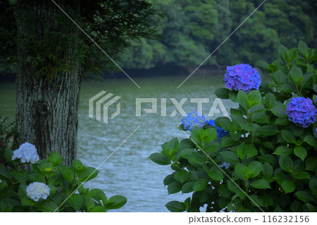 Hydrangeas blooming by the lake Hydrangeas blooming by the lake 116232156