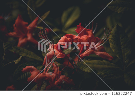 紅花 紅花 116232247