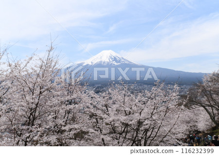 2024年富士山與櫻花 2024年富士山與櫻花 116232399