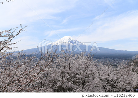 2024年富士山與櫻花 2024年富士山與櫻花 116232400