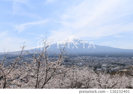Mount Fuji and cherry blossoms in 2024 116232401