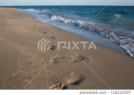Footprints in the sand along a tranquil beach, with gentle waves lapping at the shore Footprints in the sand along a tranquil beach, with gentle waves lapping at the shore 116232507