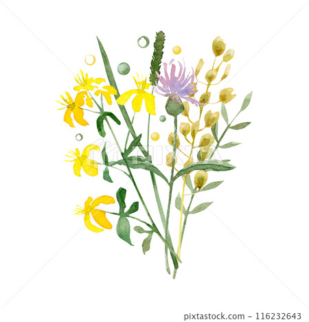 Watercolor composition with wildflowers and branches of grass on white background. Hand-drawn illustration 116232643
