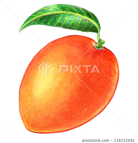 A single illustration of a whole mango drawn with colored pencils 116232692