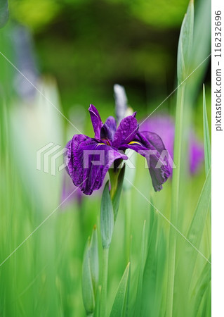 Flowers blooming in the park 116232696