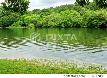 一碧湖雨季風景 116232890