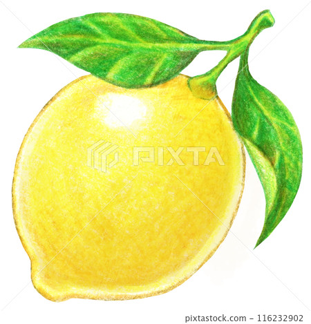 Lemon with leaves, colored pencil drawing Lemon with leaves, colored pencil drawing 116232902