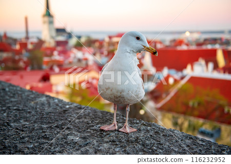 Tallinn and sea gull Tallinn and sea gull 116232952