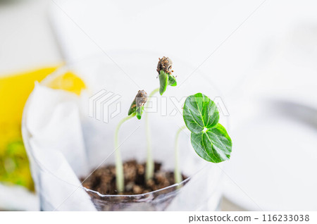 在塑膠瓶中種植蔬菜 在塑膠瓶中種植蔬菜 116233038