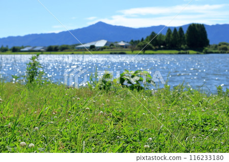草津市烏丸半島的森林和建築物，背景是比叡山 116233180