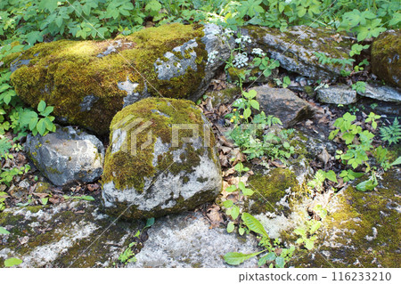 A moss-covered stones, surrounded by lush greenery in a forest setting. Stones covered in green moss, plants, dried leaves, and grass create a tranquil natural environment. A moss-covered stones, surrounded by lush greenery in a forest setting. Stones covered in green moss, plants, dried leaves, and grass create a tranquil natural environment. 116233210