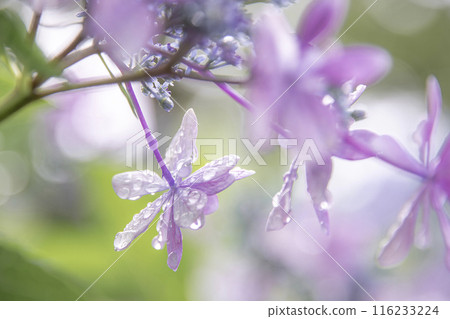 雨後的繡球花 雨引觀音 116233224