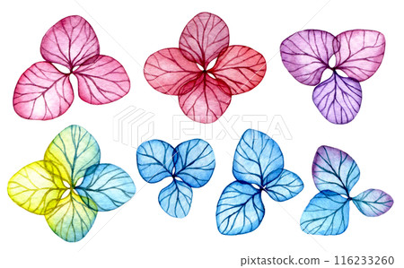 set of transparent hydrangea flowers. watercolor drawing with bright flowers, x-ray 116233260