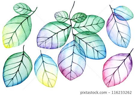 set of transparent leaves. watercolor drawing with bright flowers and leaves set of transparent leaves. watercolor drawing with bright flowers and leaves 116233262