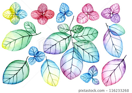 set of transparent hydrangea flowers and leaves. watercolor drawing with bright flowers and leaves 116233268