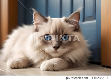 portrait of a beautiful domestic cat, purebred Ragdoll portrait of a beautiful domestic cat, purebred Ragdoll 116233304