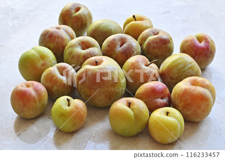 李子 李子 116233457