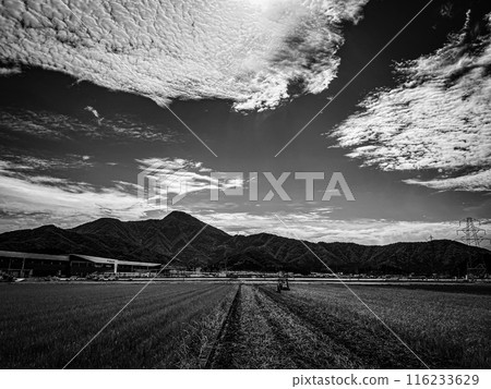 Rice fields, Takefu, Fukui Prefecture Rice fields, Takefu, Fukui Prefecture 116233629