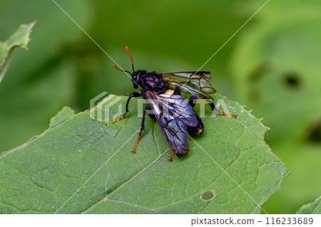 黃腹鋸蠅 116233689