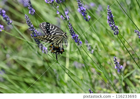 Swallowtail × Lavender Swallowtail × Lavender 116233693