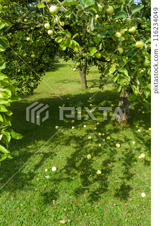 Apple trees with ripe apples and fallen fruit on green grass in an orchard. Apple trees with ripe apples and fallen fruit on green grass in an orchard. 116234049
