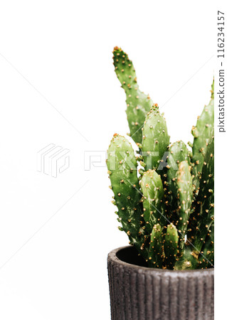 Green cactus in grey pot close-up on white background 116234157