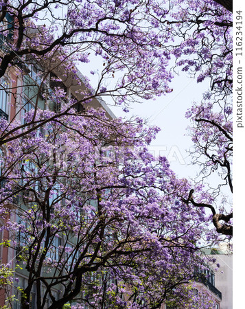 Violet Jacaranda flowers blooming against the blue sky and city buildings 116234194