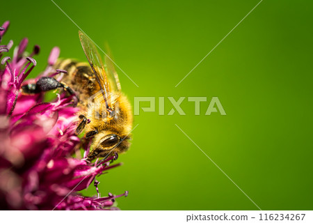 Honey Bee on flower Close up of a large striped bee collecting pollen on a garlic flower on a Sunny bright day. 116234267
