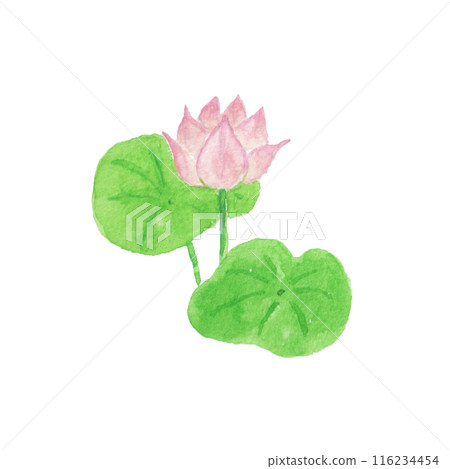Lotus flower painted with watercolors Lotus flower painted with watercolors 116234454