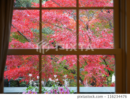 從窗口看的秋葉 116234476