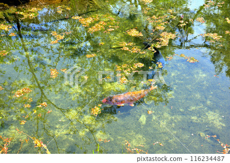 [岐阜縣]中津川市鹿島的風景，充滿清水的嬰兒池 116234487