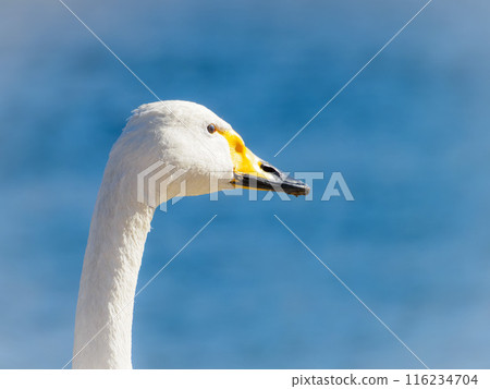 Close-up of a swan's face Close-up of a swan's face 116234704