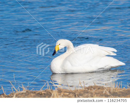 A swan resting in the river with its wings folded 116234705