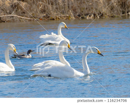 A flock of swans swimming on the river A flock of swans swimming on the river 116234706