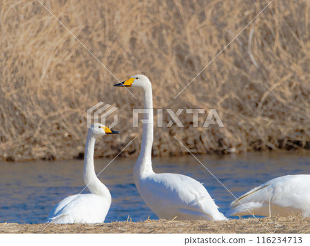 The swans 116234713