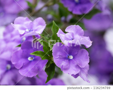 Beautiful purple fragrant pine 116234789