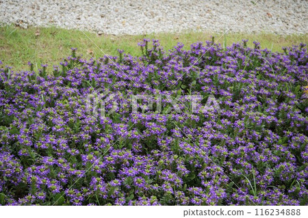 Scaevola flowers in bloom Scaevola flowers in bloom 116234888