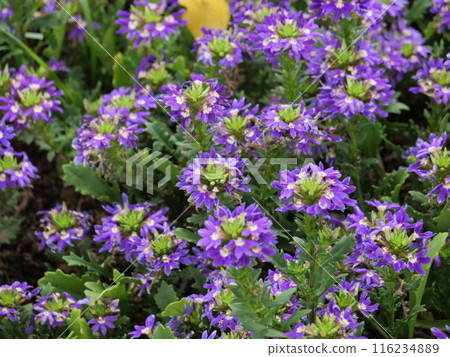 Close-up of a Scaevola flower Close-up of a Scaevola flower 116234889