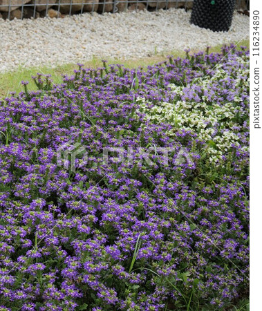 Scaevola flowers in bloom Scaevola flowers in bloom 116234890