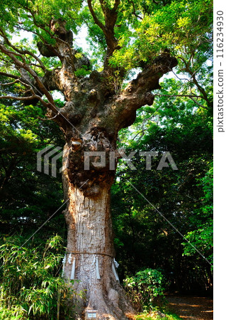 拓頭神社巨大的樟樹 拓頭神社巨大的樟樹 116234930
