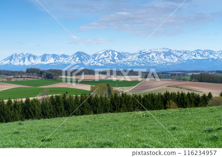 美瑛新榮之丘春天北海道五月的壯麗景色 美瑛新榮之丘春天北海道五月的壯麗景色 116234957