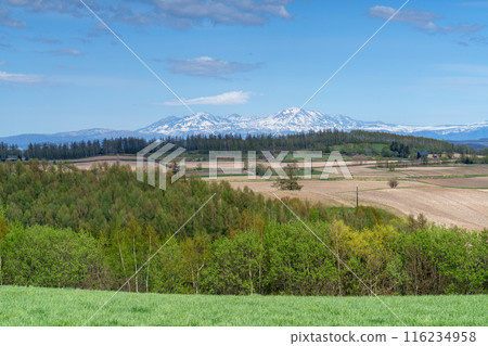 美瑛新榮之丘春天北海道五月的壯麗景色 116234958