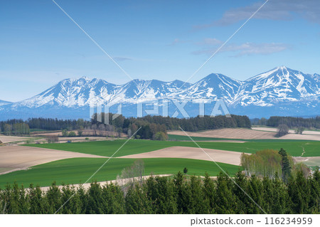 美瑛新榮之丘春天北海道五月的壯麗景色 美瑛新榮之丘春天北海道五月的壯麗景色 116234959