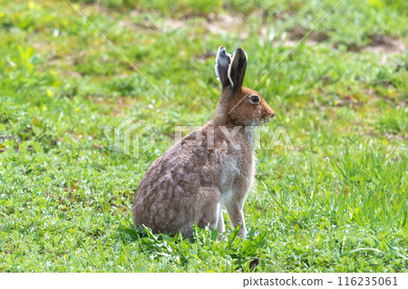 夏毛蝦夷雪兔，北海道的野生動物 116235061
