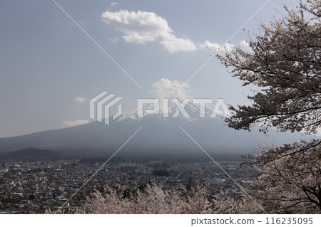 Mount Fuji and cherry blossoms in spring in Japan 116235095